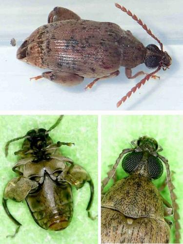 Réf. 230 951 : Caryedon gonagra